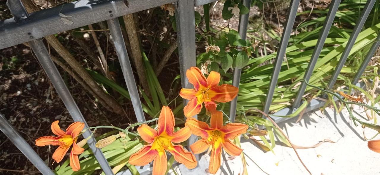 Appart Independant, 1 Lit Deux Personnes Et 1 Appoint Piscine Jardin Direct Gare Aeroport Et Jardin ตูลูส ภายนอก รูปภาพ